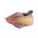 Pintade