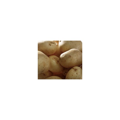 Pomme de terre
