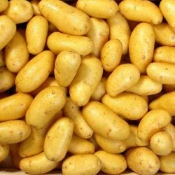 Pomme de terre (10 kg )