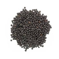 lentilles