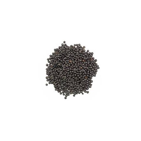 lentilles